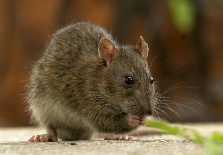 El crecimiento de la población de ratas asfixia las ciudades: plagas, enfermedades y caos urbano